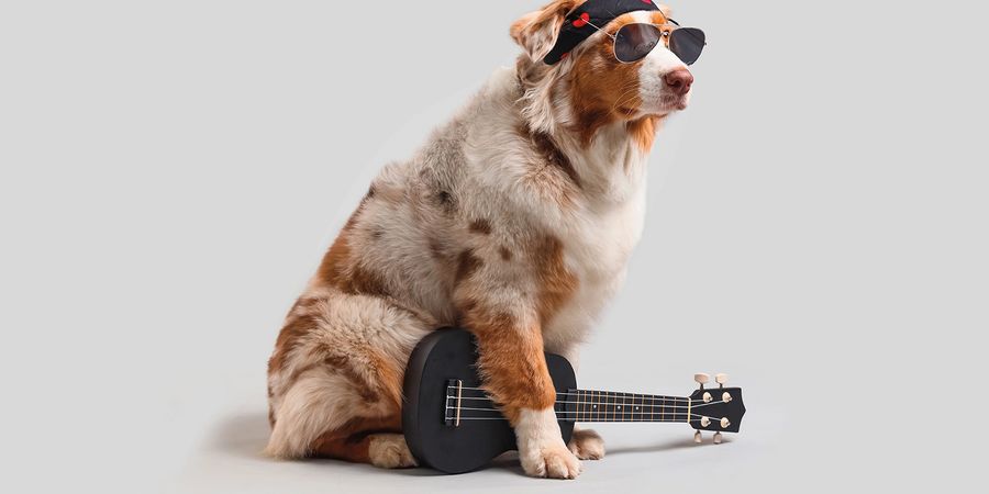 image - Cabaret à plumes et poils