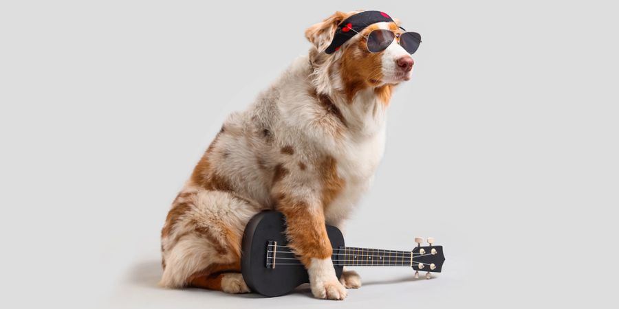 image - Cabaret à plumes et poils